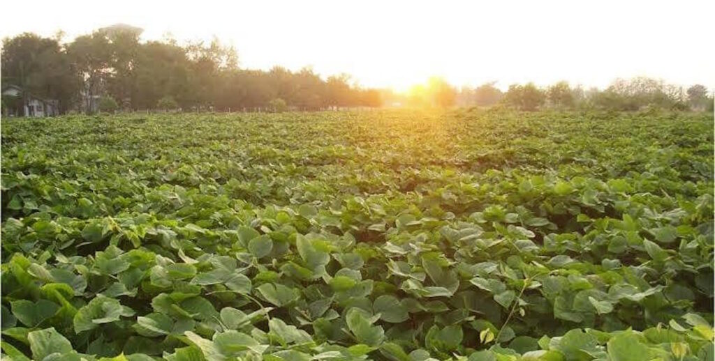 Benefits of Pueraria Mirifica | The Natural Female Enhancer Feminizer